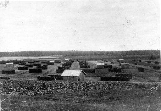 Höhässjor vid Östra träsket 1912.